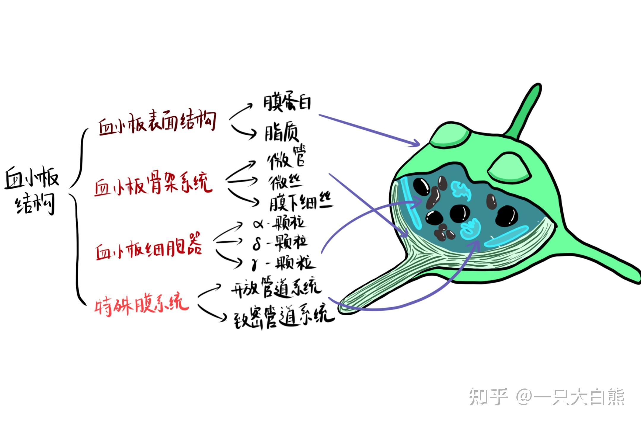 每日医学科普 - 知乎