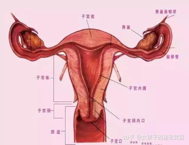 宫颈癌的宫颈图图片