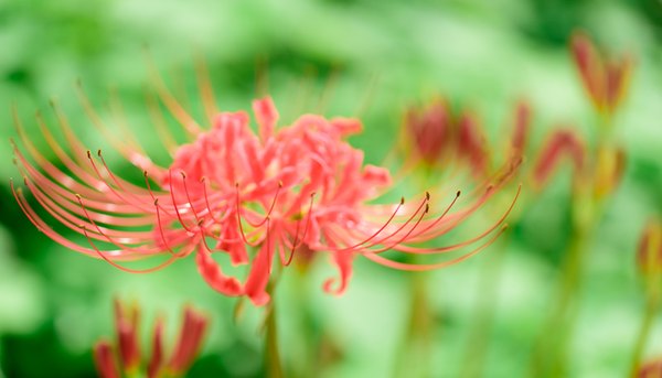 9月中旬诞生花 9月10诞生花 精作网