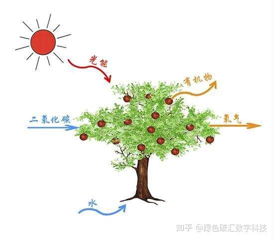 碳汇及森林的碳汇功能 - 知乎