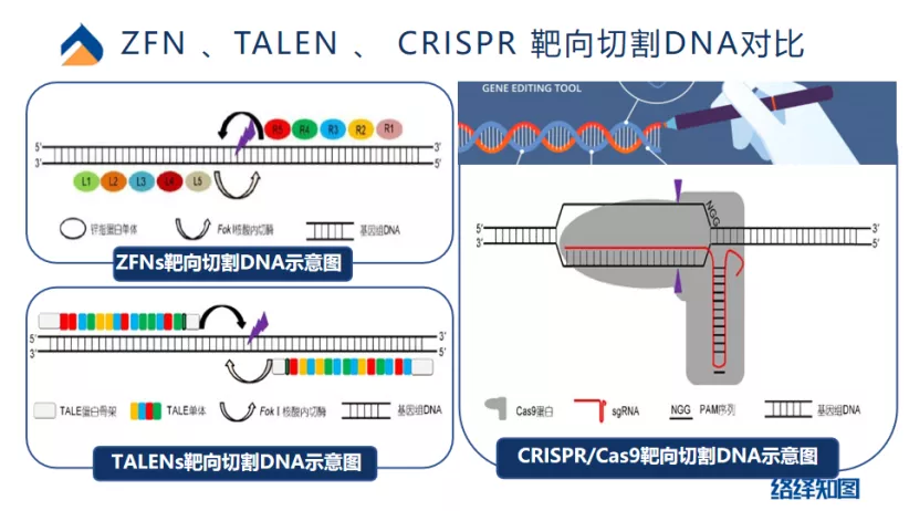 CRISPR/Cas9基因编辑技术大热，非病毒载体技术助力递送系统优化 - 知乎