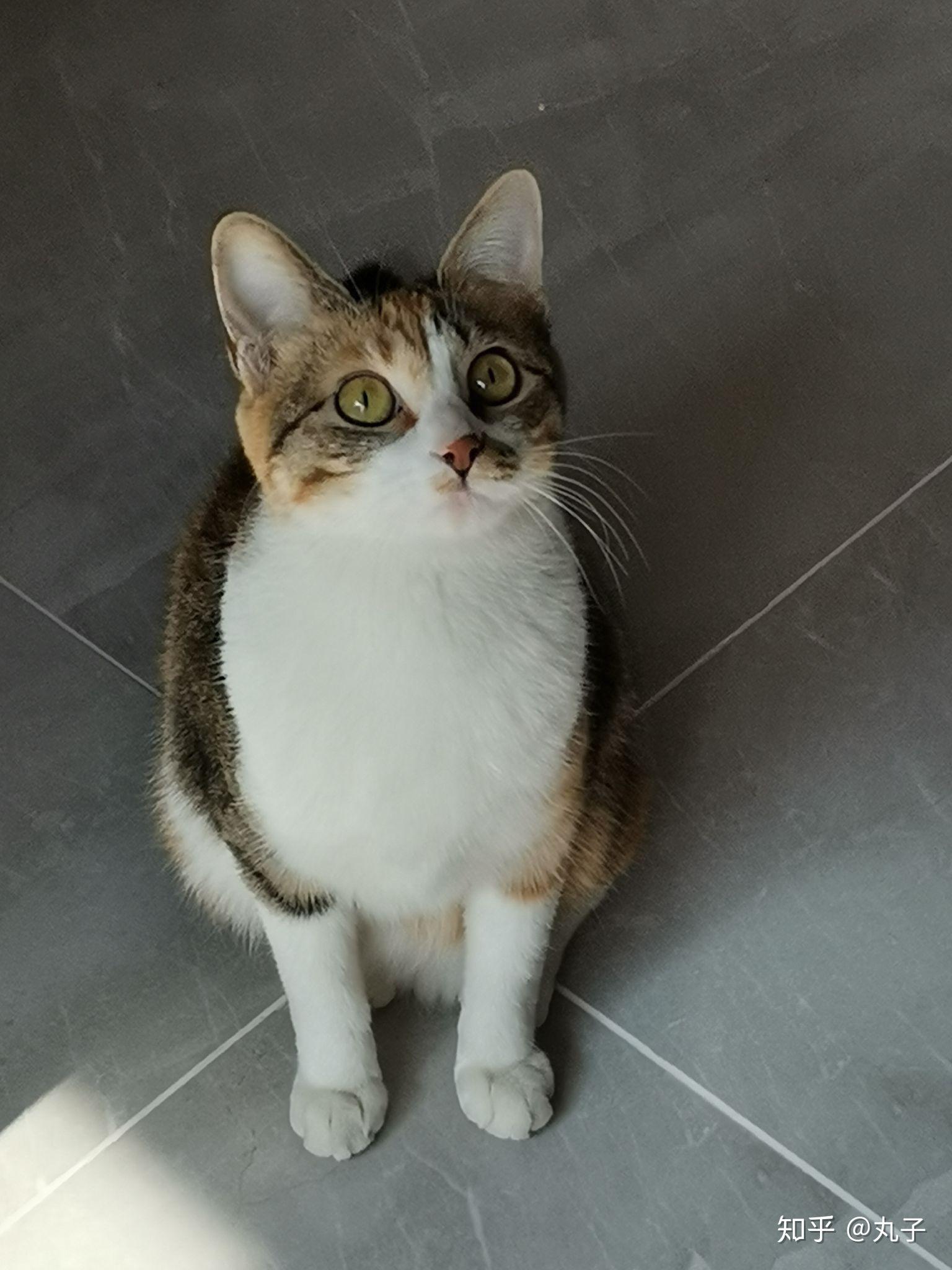 最好看的三花猫长什么样子