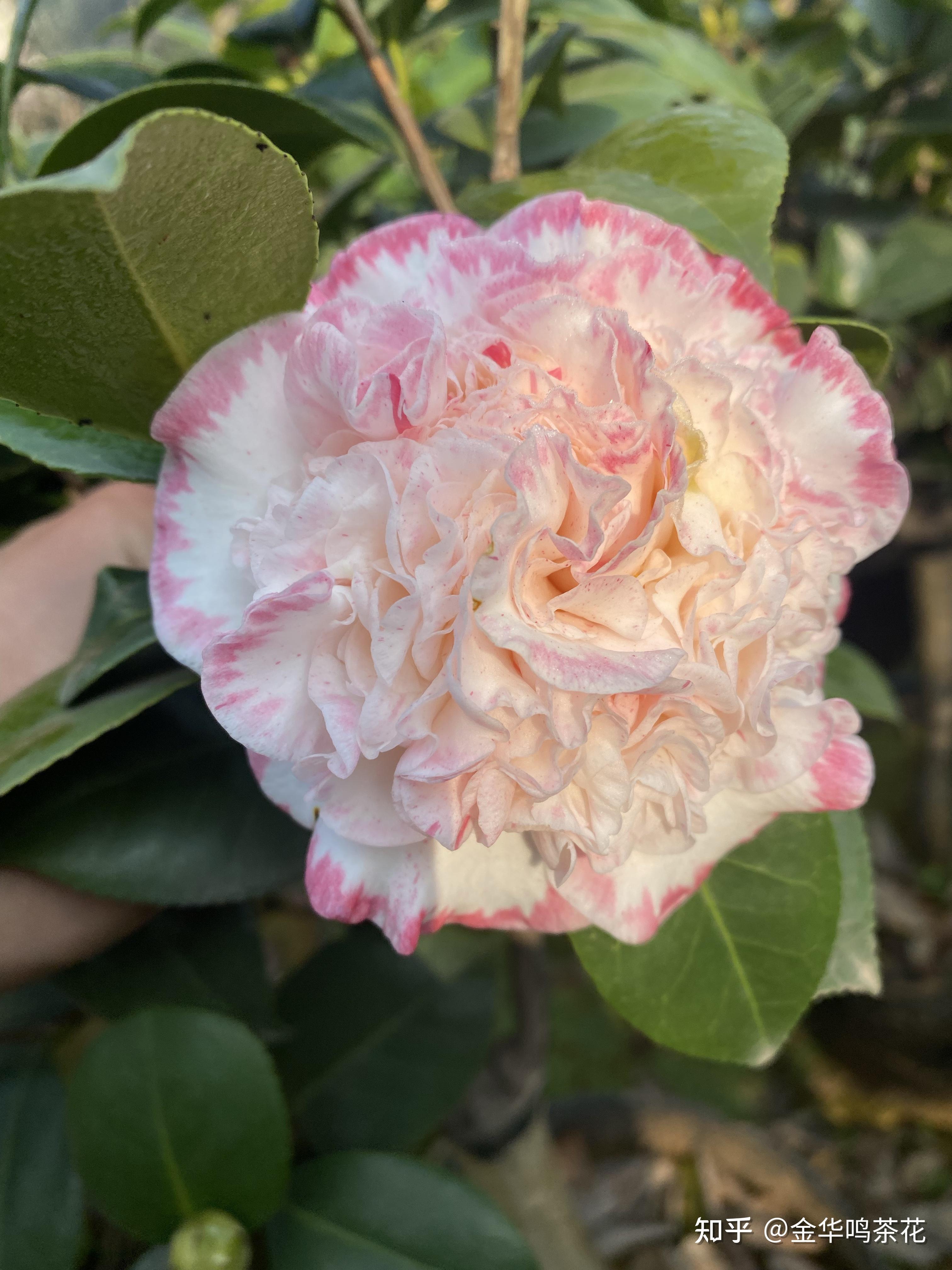 女皇二号茶花 知乎