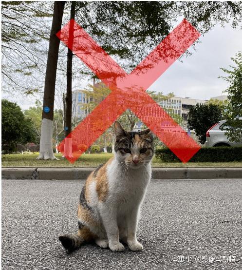 致热爱喵星人的你 “猫咪拍摄”从入门到精通 - 知乎