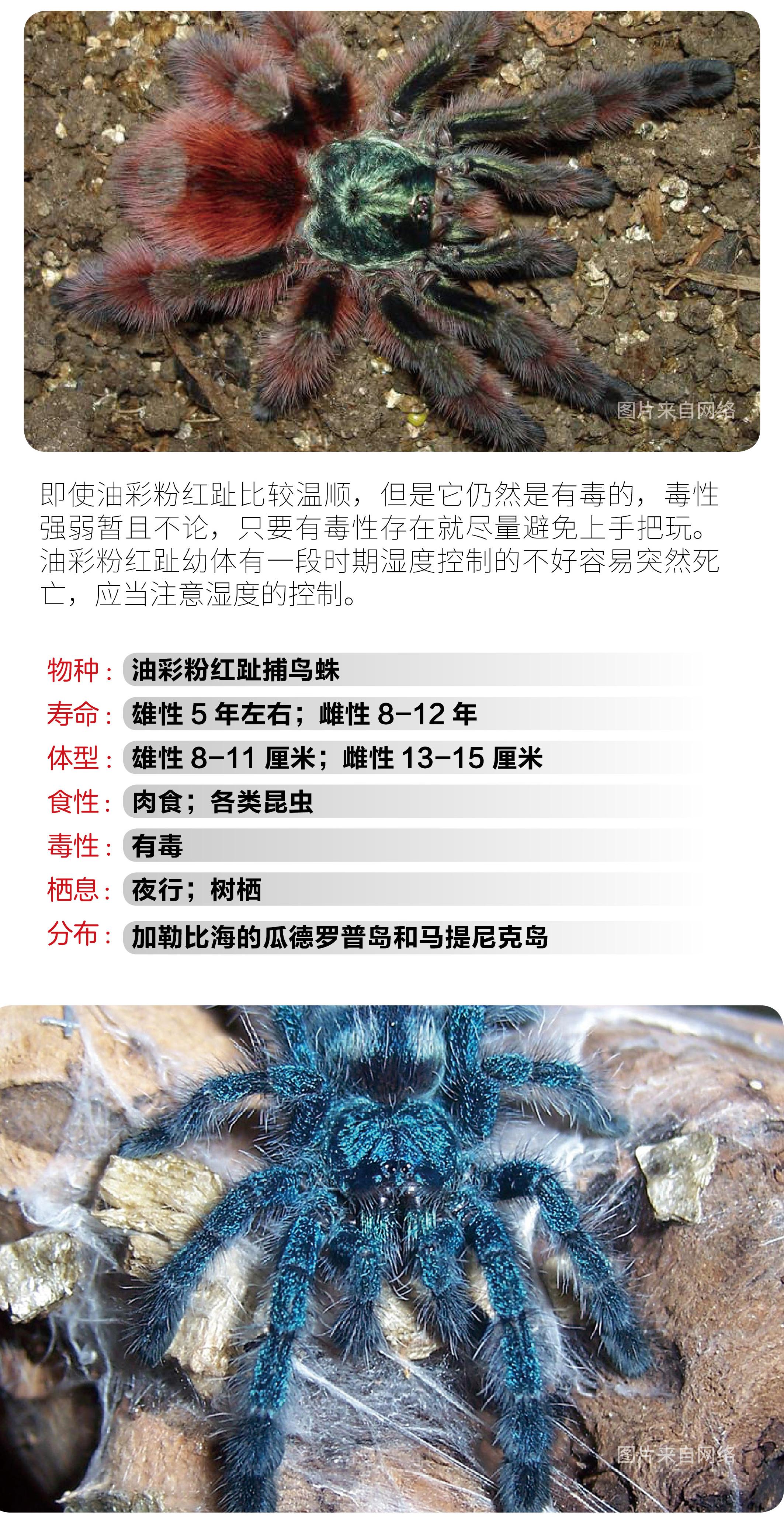 物种小谈┃油彩粉红趾捕鸟蛛