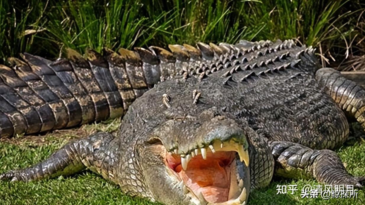 黑凯门鳄,一种生活在南美洲亚马逊河流域的巨大鳄鱼.