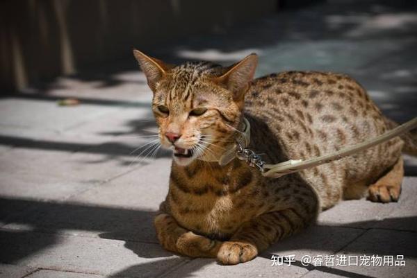 世界上最名贵的十种猫,看看你对哪一只更心动! - 知乎