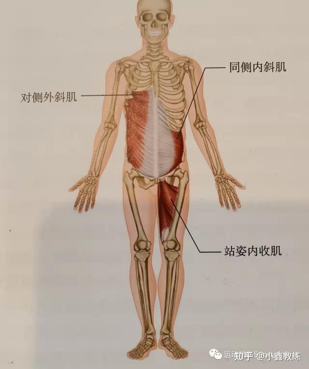 (前斜链)(后斜链)67    这些肌筋膜链为骨盆束带提供了闭合力量和
