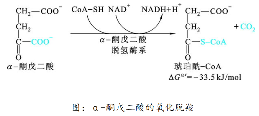生物考研生化知識點55三羧酸循環的全部反應