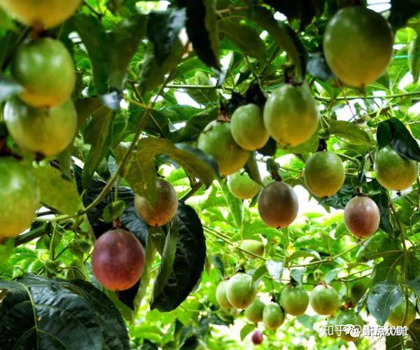 纳尼爱情果是维生素之王