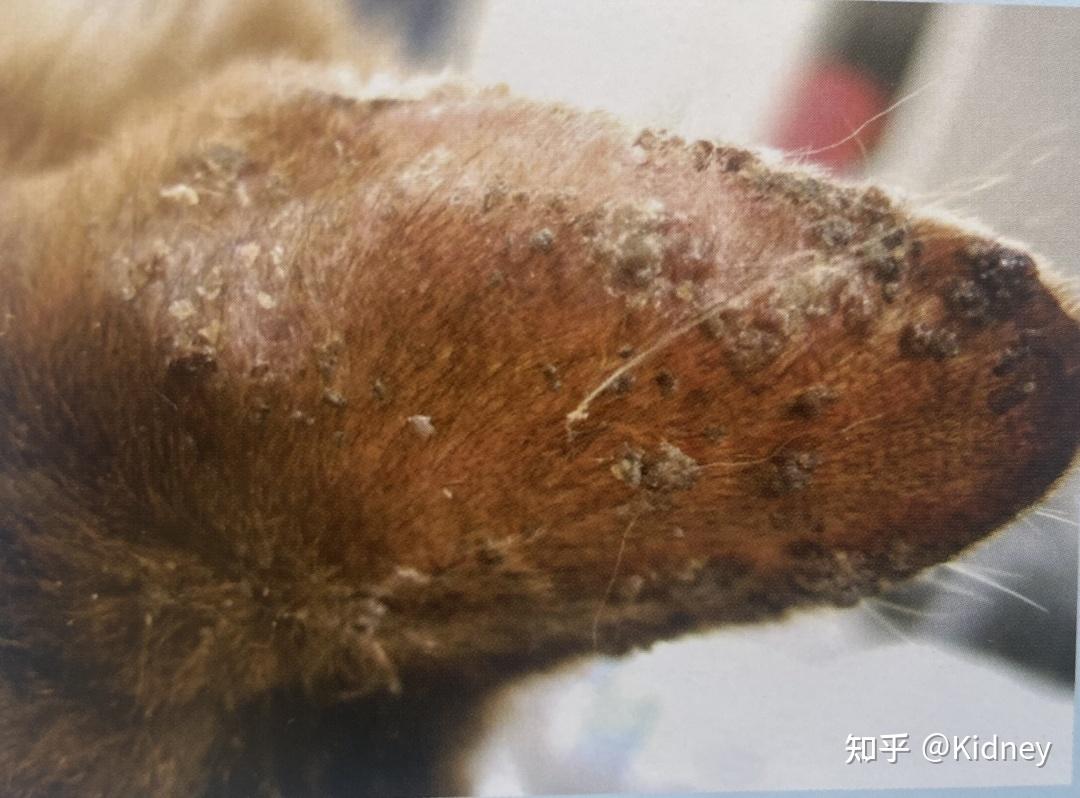 【管窥：皮肤病学】彻底搞懂犬猫天疱疮！ - 知乎