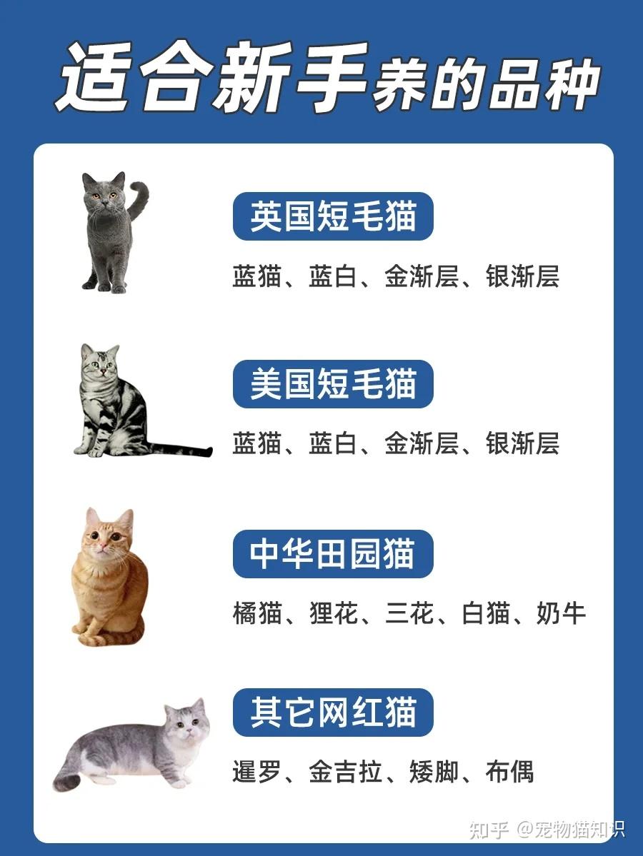 25种适合家养的猫,猫咪品种大全! - 知乎
