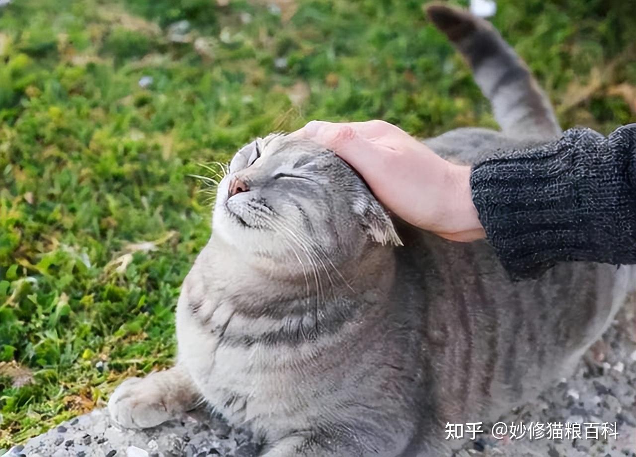原来你摸猫的“头”,在它看来,是想干这些事情 - 知乎