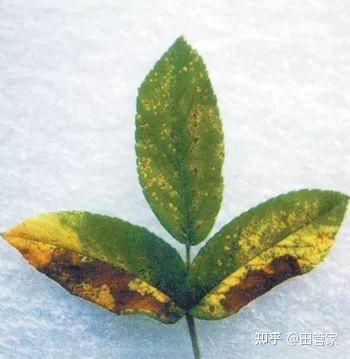 病虫害】杜鹃花六种常见病虫害防治