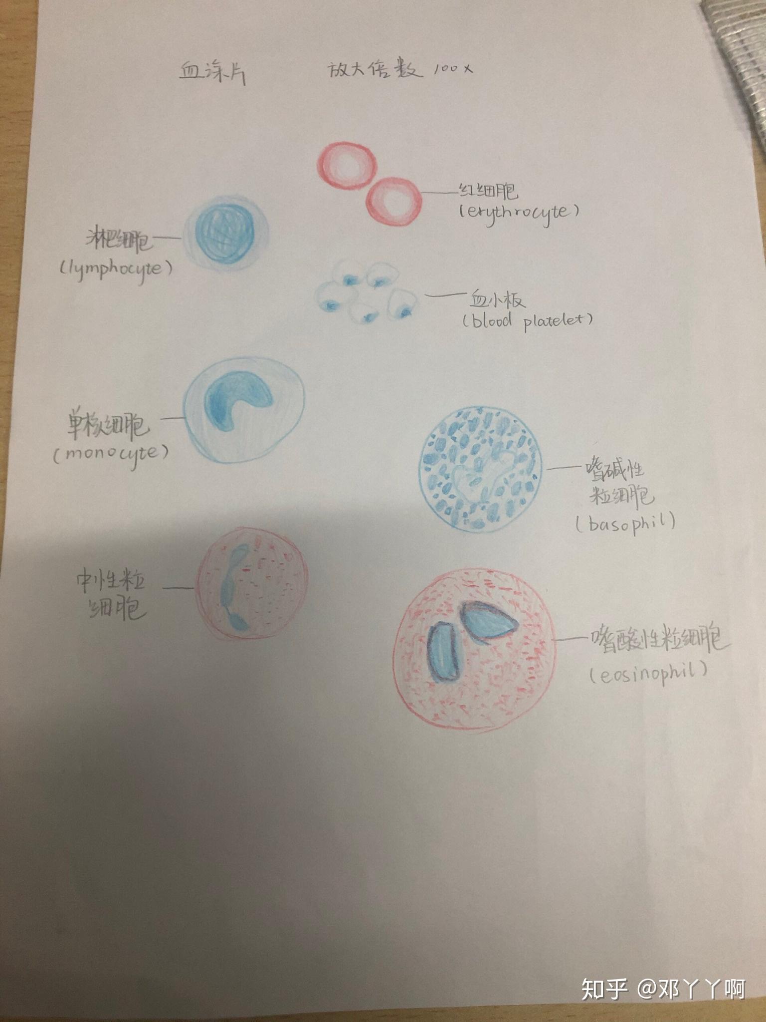 血细胞简图图片