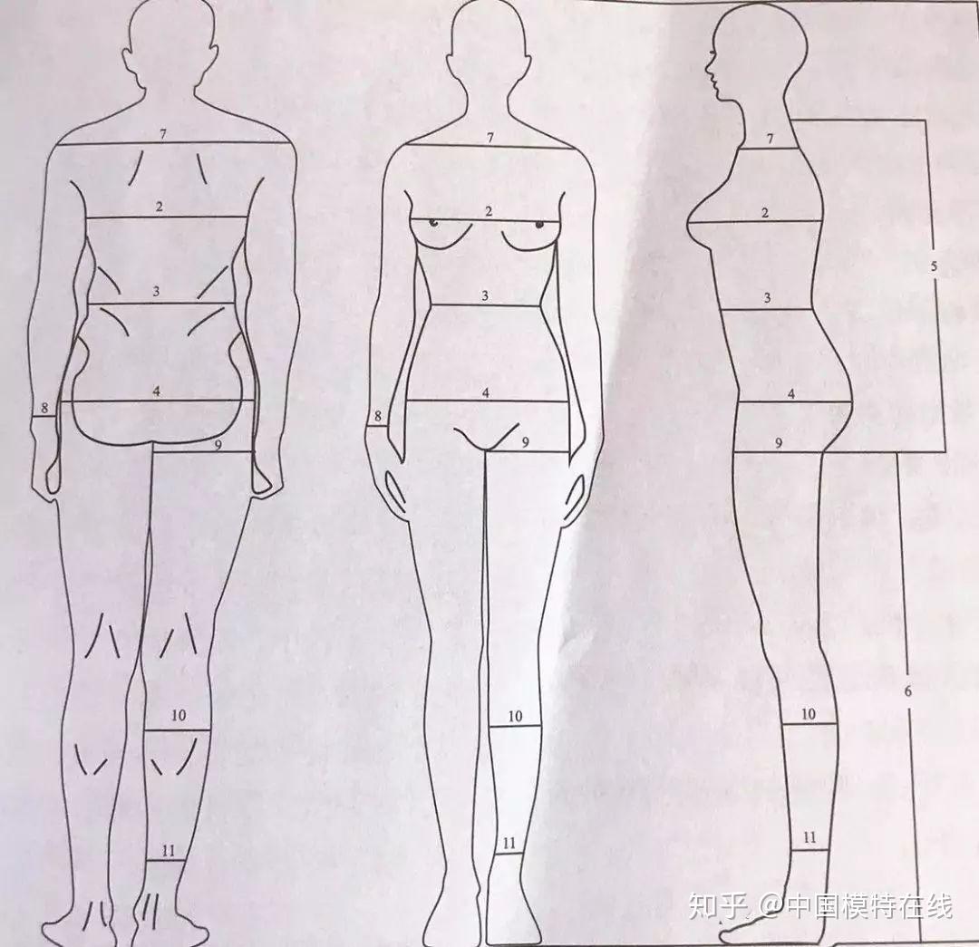 模特课堂最最最权威的模特形体测量方法