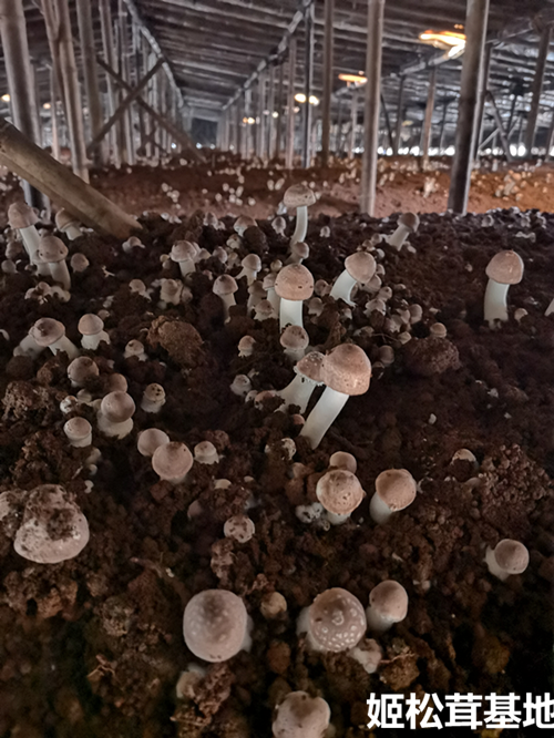 一起来寻觅湖南姬松茸基地的小美好