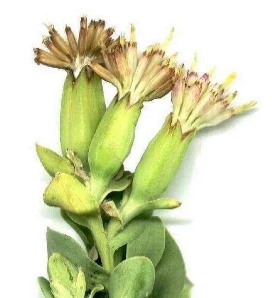 【植物界全系列】菊亚科—千里光族(一):一点红 - 知乎
