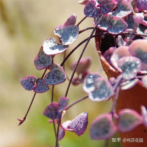 想知道心叶多肉爱之蔓的那点事吗 看这个就够了 知乎