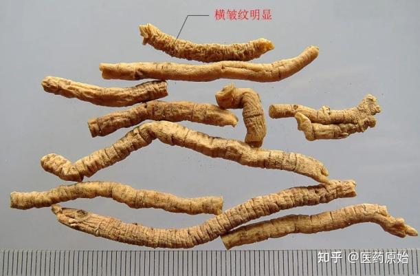 带你识别远志 - 知乎