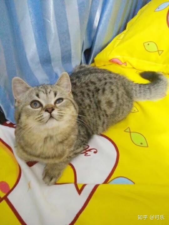 我的小幺妹儿卷尾猫