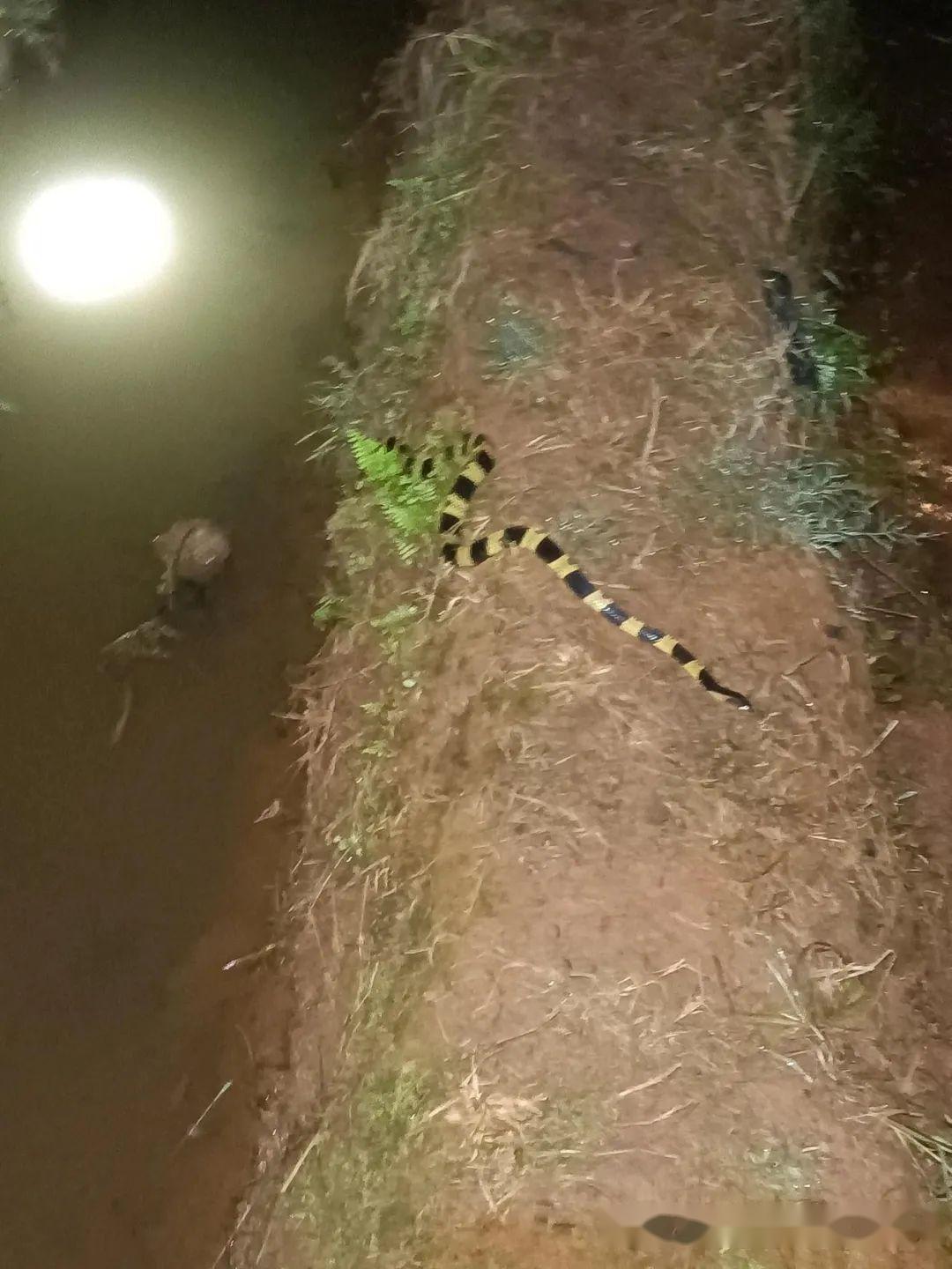 这种蛇大部分时间都是生活在水里的,并且应该是刚从冬眠里苏醒不久