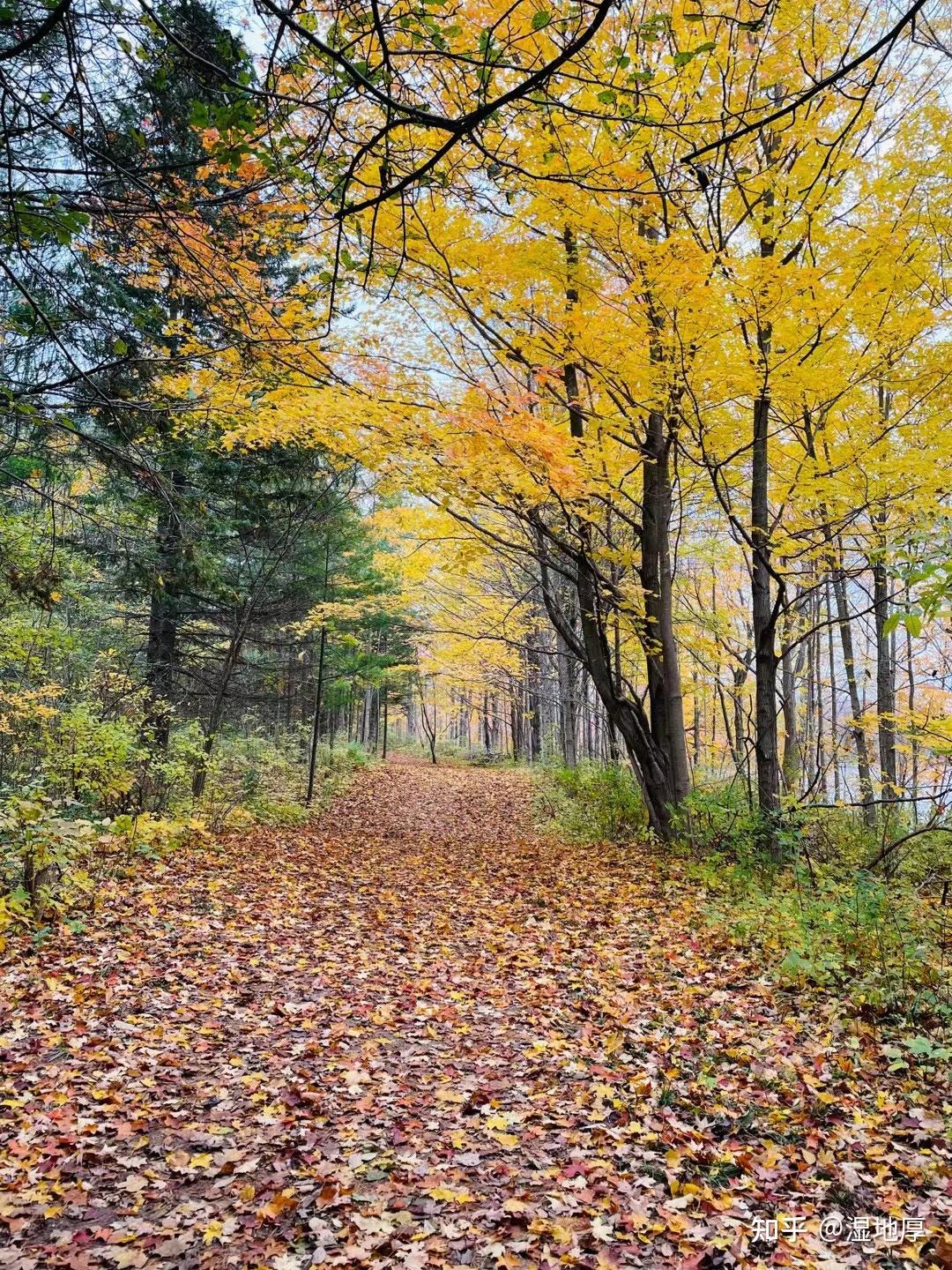 枫林赏落叶 - 知乎