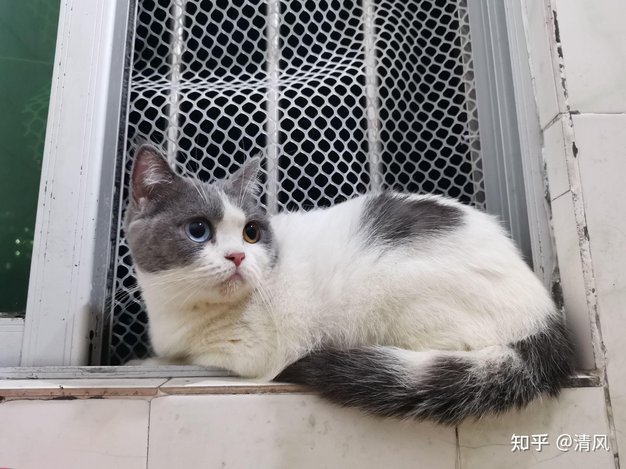 异瞳英短 - 知乎