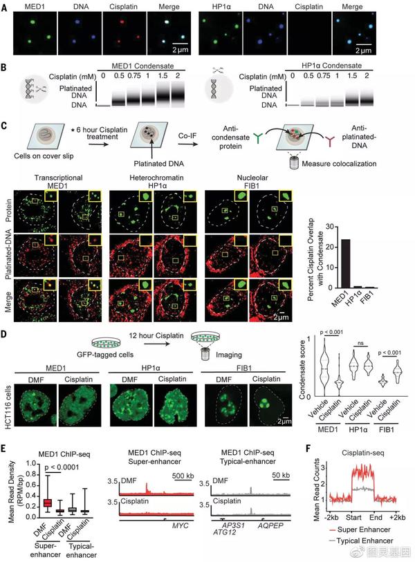 science核内凝集体影响癌症药物分布和药效