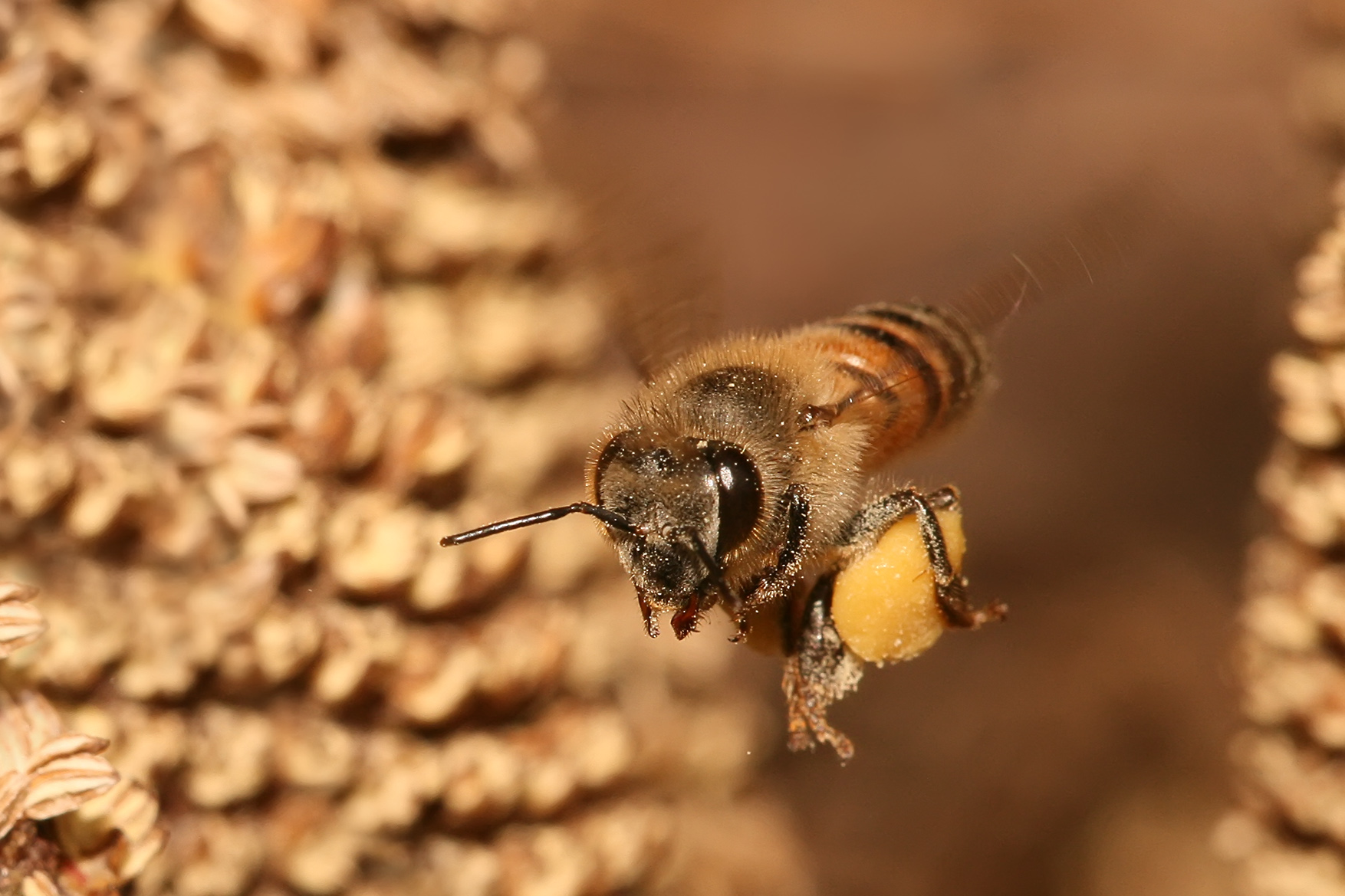 自然科普：百年间我们的国产小蜜蜂消失了80%-深i科普