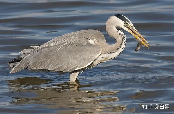这是什么鸟类?吃鱼的貌似?