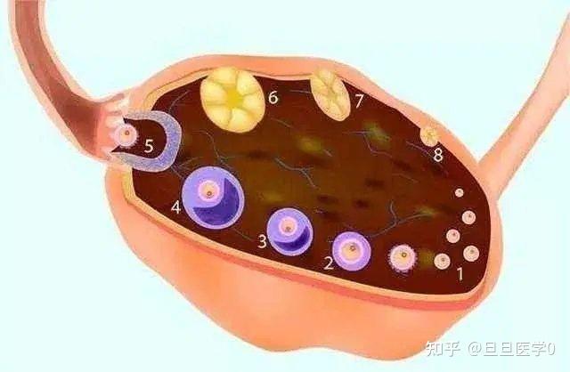 卵巢功能减退和卵巢早衰可不一样,不要搞错了哦! - 知乎