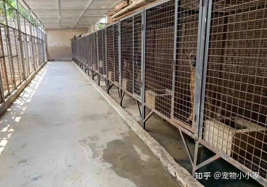做犬舍需要什么条件？ - 知乎