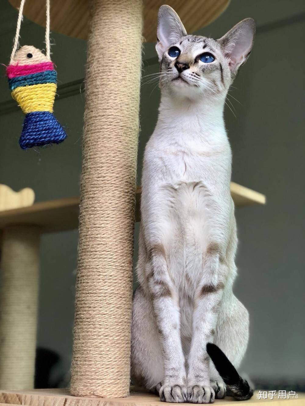 养东短(东方短毛猫)是什么体验？ - 知乎