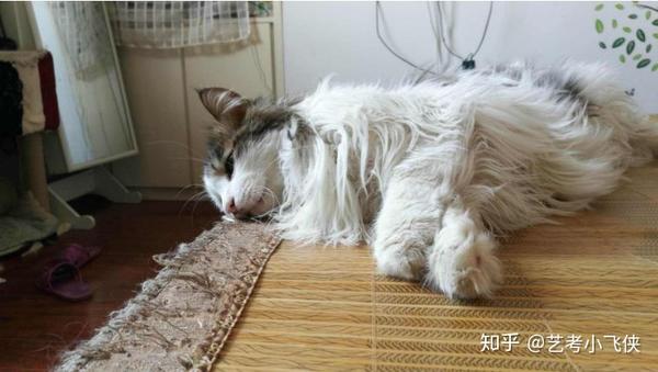 撸猫一时爽 撸后火葬场 长毛猫的毛发护理 知乎