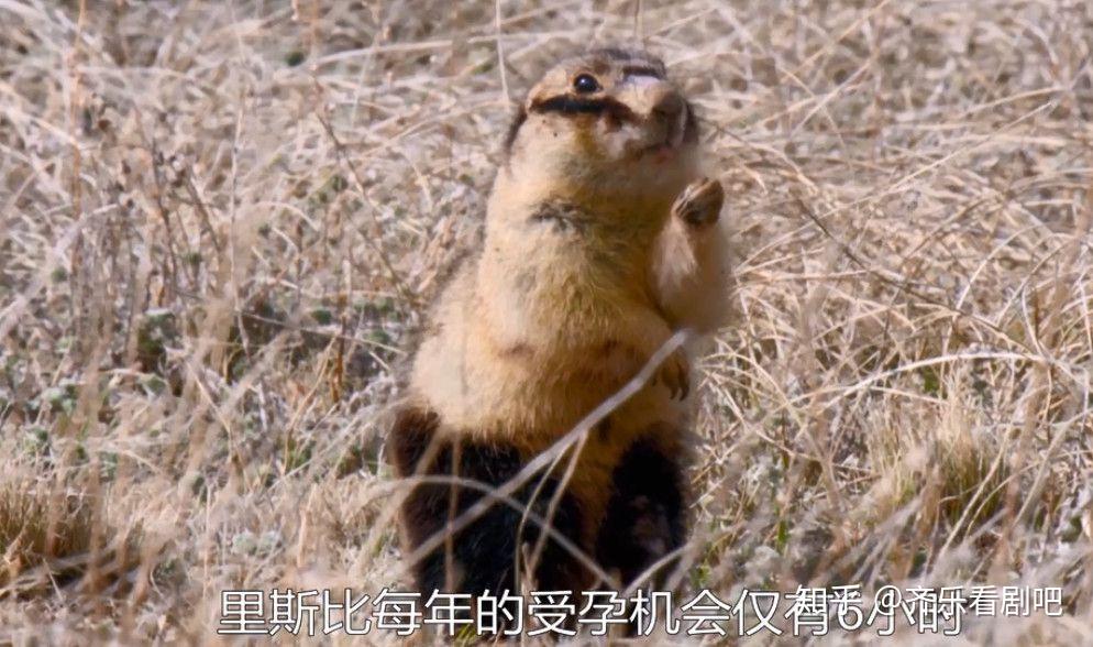 你这个坏怂bbc的另类动物纪录片生物繁衍的奥秘