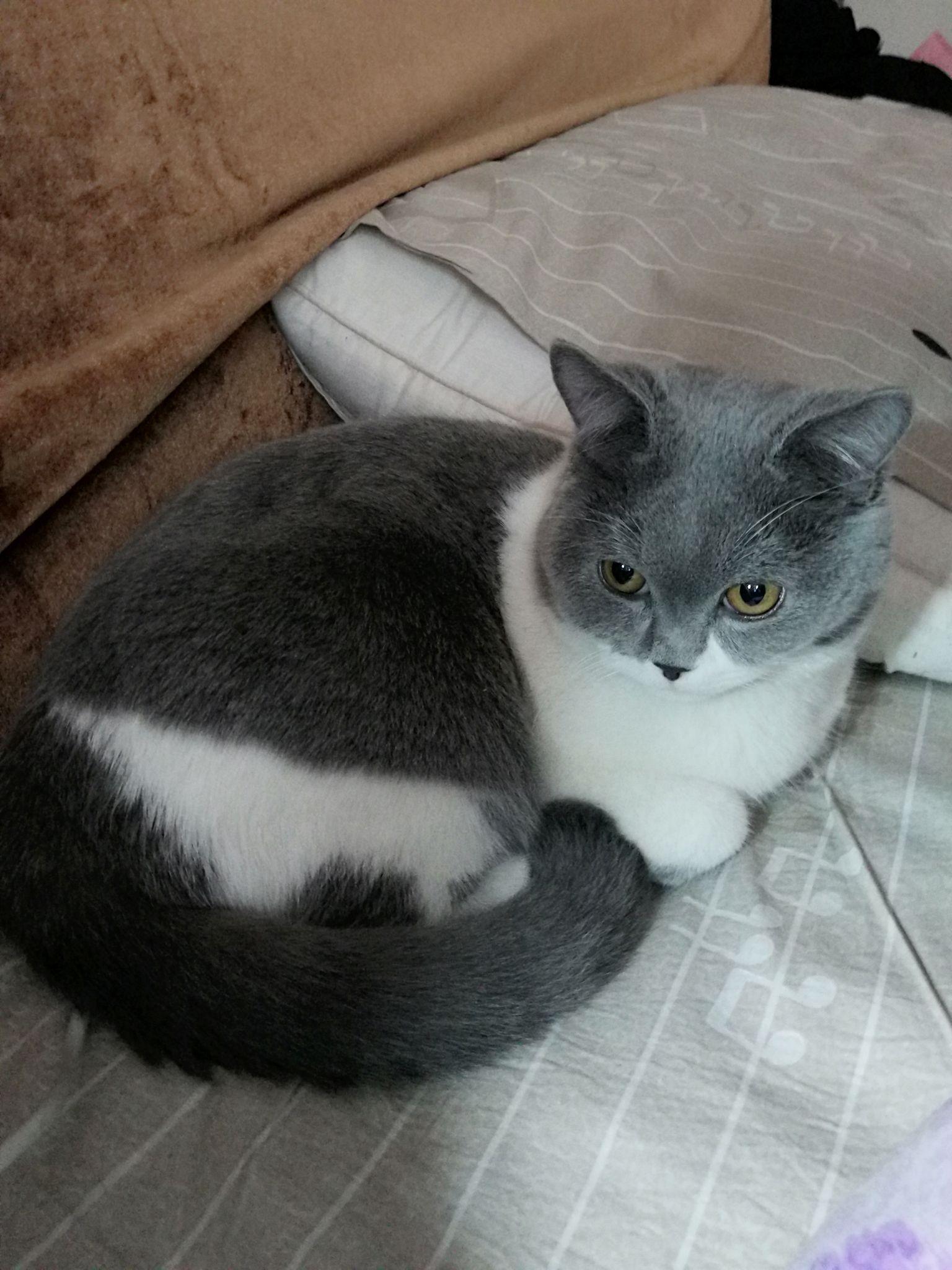 和猫一起睡觉是怎样的体验?