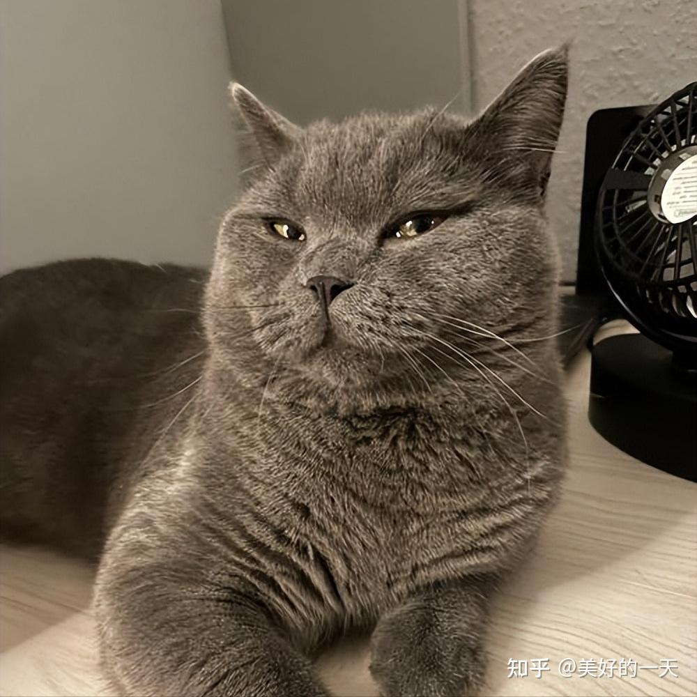 养猫，选“公的”还是“母的”好？过来人告诉你，区别很大 - 知乎