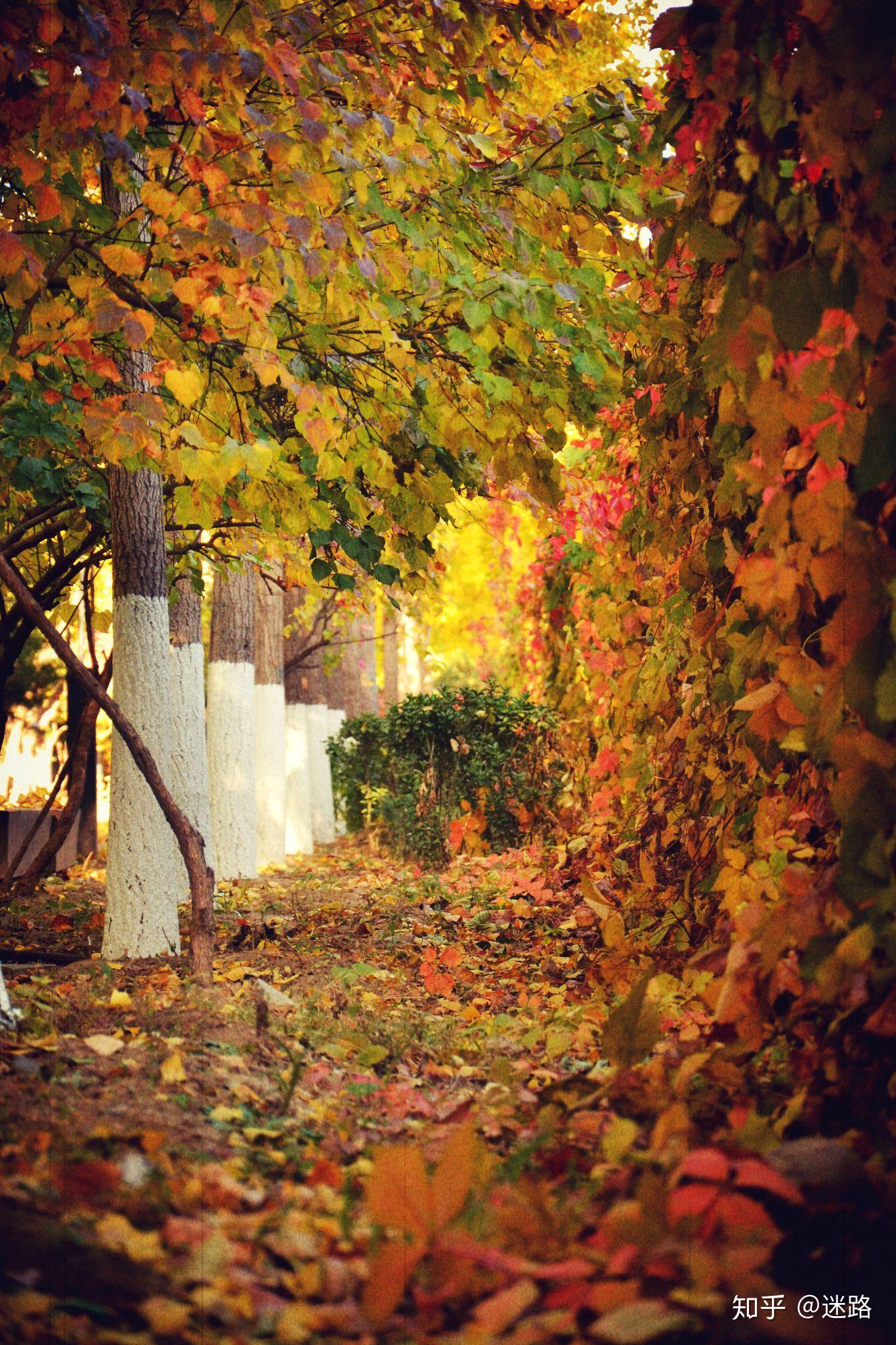 秋天来了 - 知乎