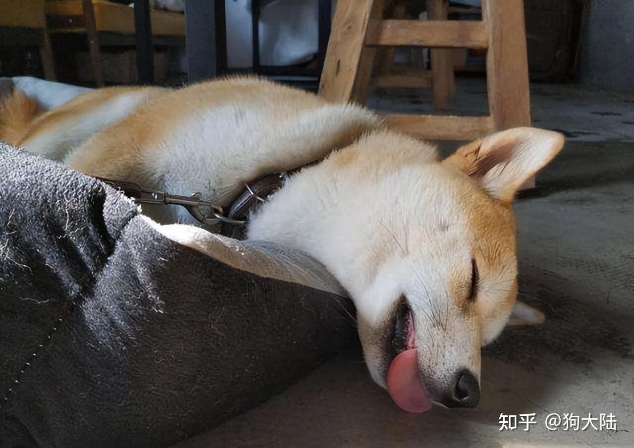 睡觉香,姿势千变