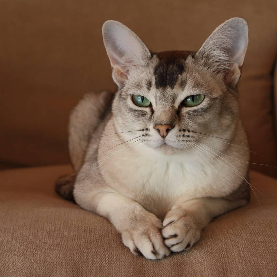 吸猫大会:波米拉猫eevee