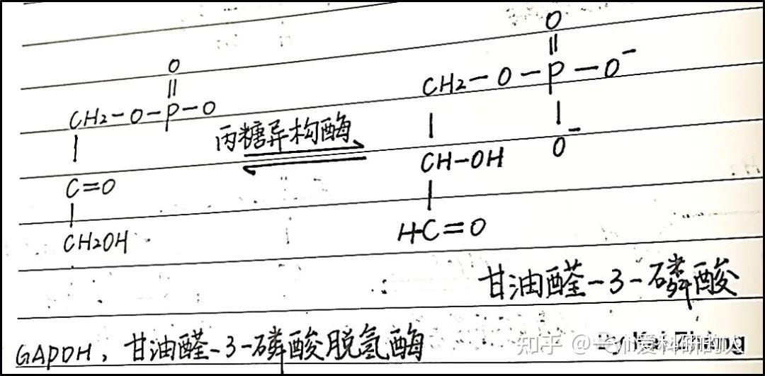 （基础篇）糖酵解的生化反应 - 知乎