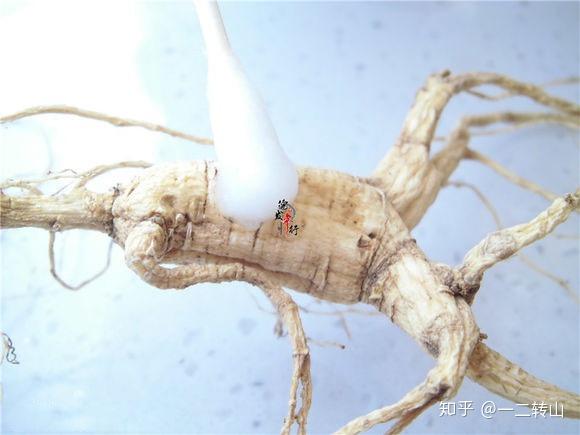 人参 染色参科普 知乎