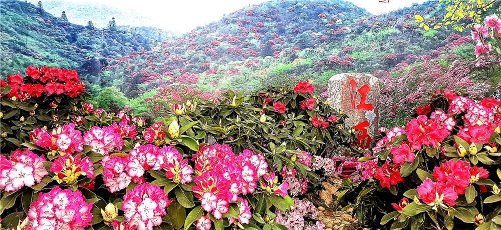 杜鹃花一年开几茬花 v2-ddf3a0cb8fcc6c221015a1de5df7de1e_r.jpg