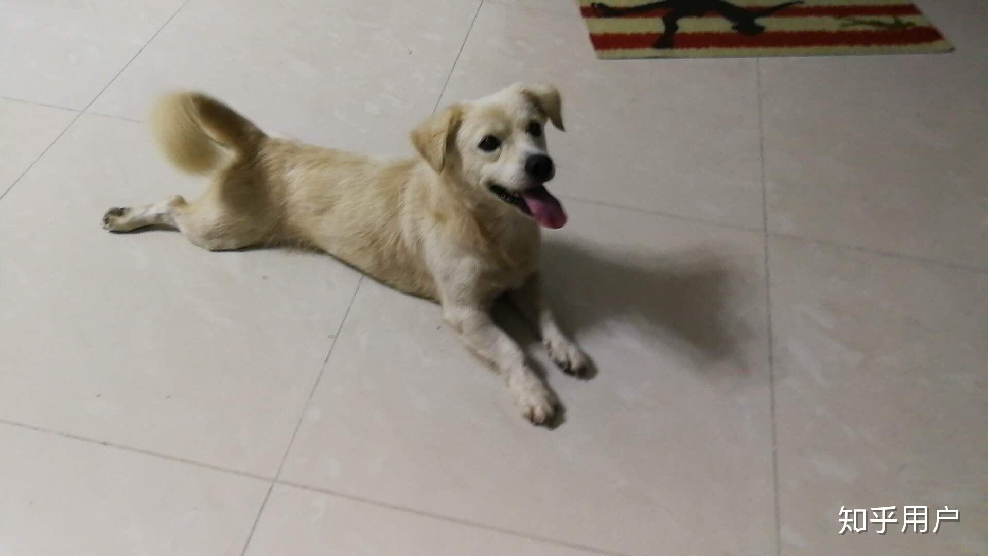 柯基和金毛串串长啥样的