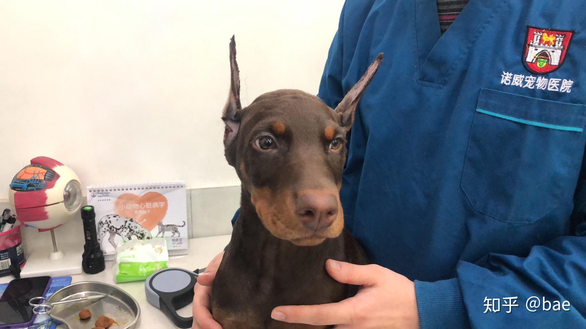 杜宾裁耳恢复过程 - 知乎