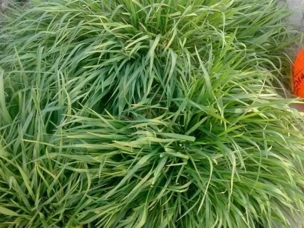 浆麦草麦青汁就是用新鲜采割的鲜嫩麦叶榨的汁.