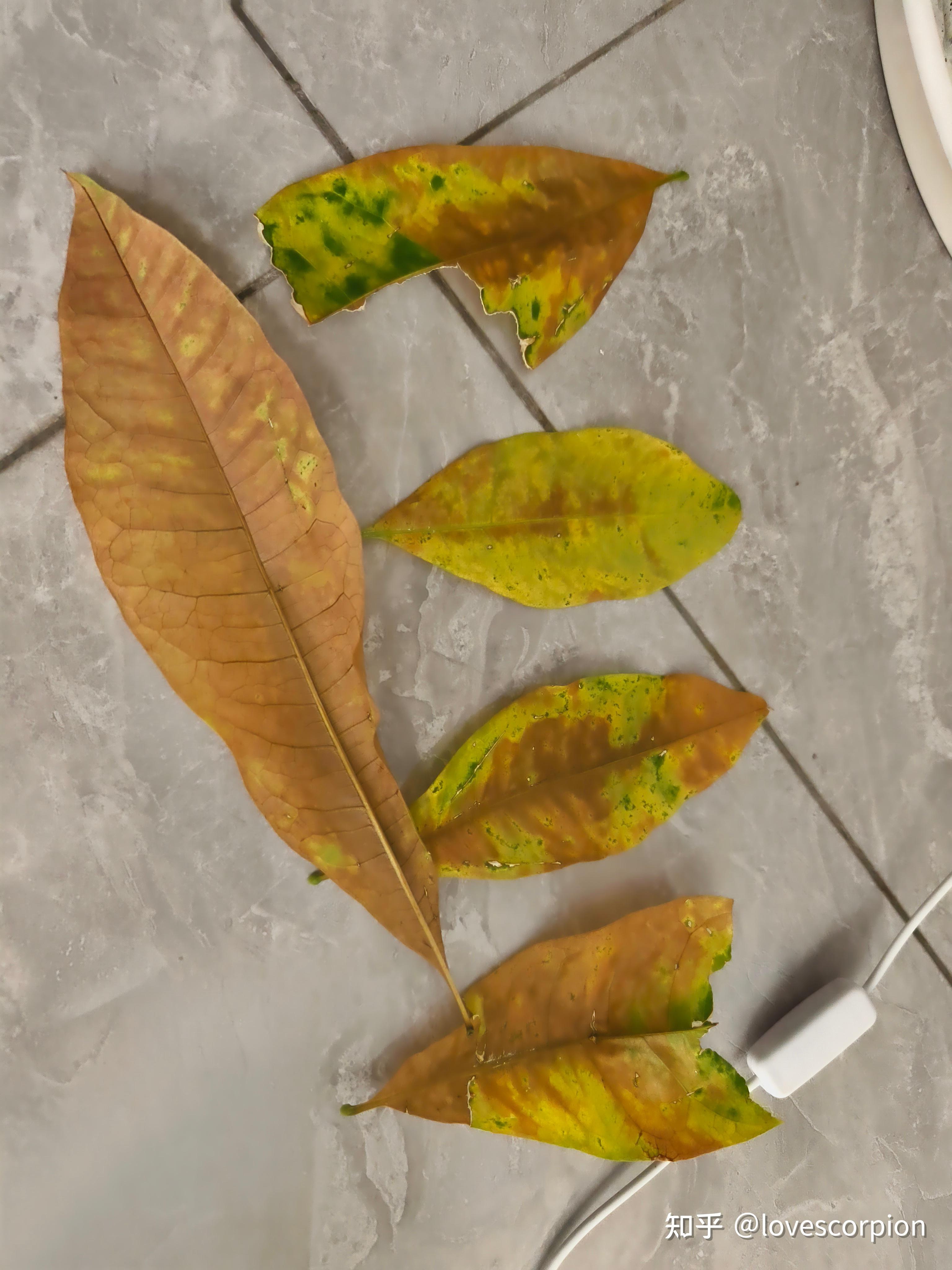 树叶为什么会变黄 树叶为什么会变黄