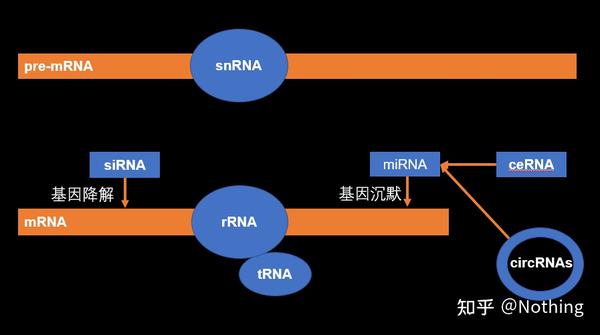 mRNA、lncRNA、miRNA、circRNA的研究思路总结 - 知乎