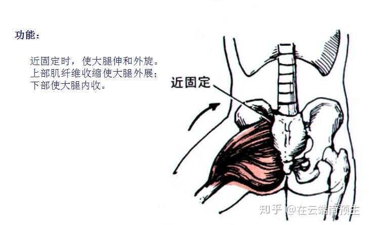 髋关节屈曲角度图片图片